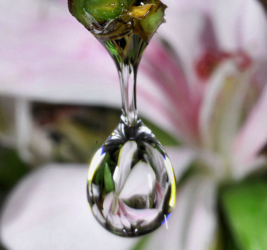 Geranio bianco allo specchio